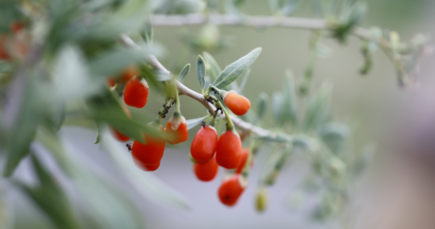 Bacche-di-goji-1-b