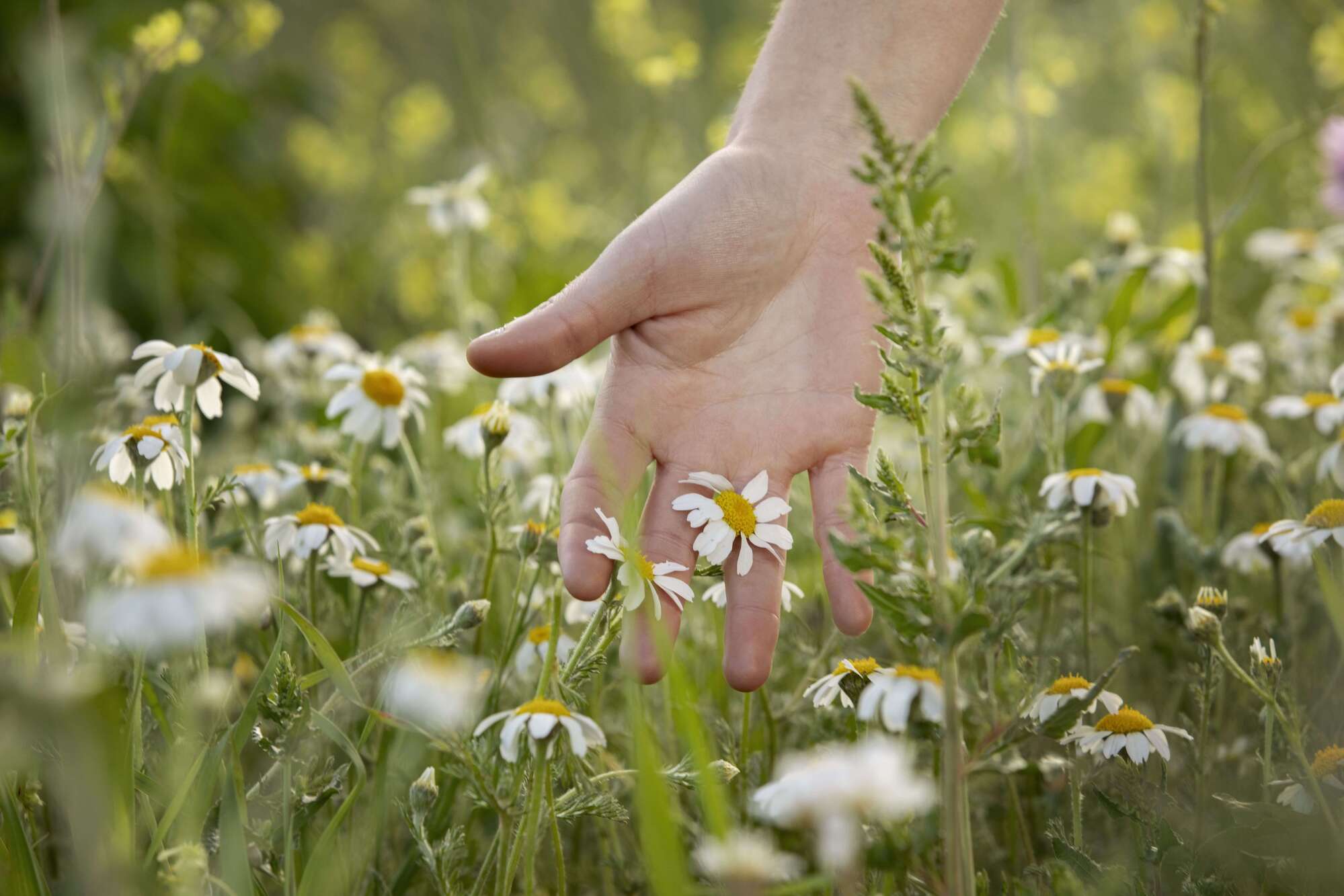 bello-fiore-bianco-commovente-della-mano (2) (1) (2)