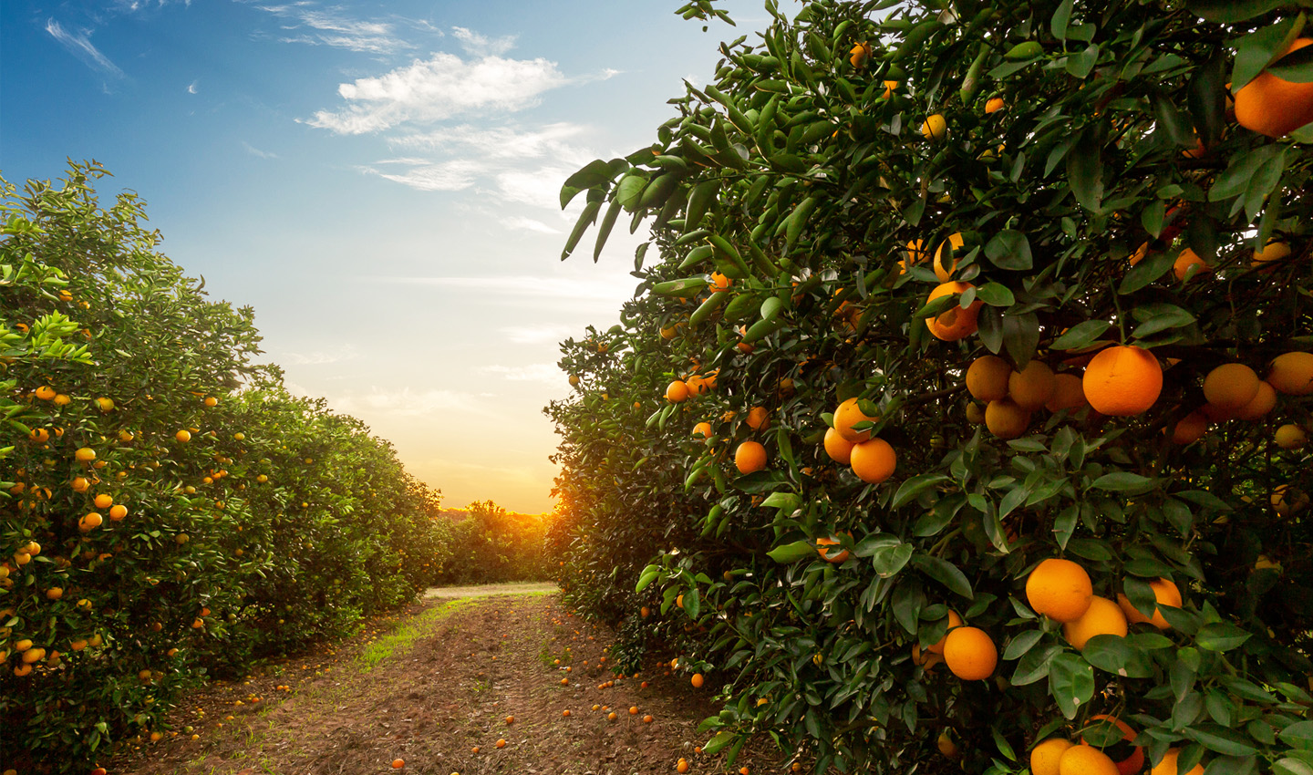 Sostenibile-1440x850-2